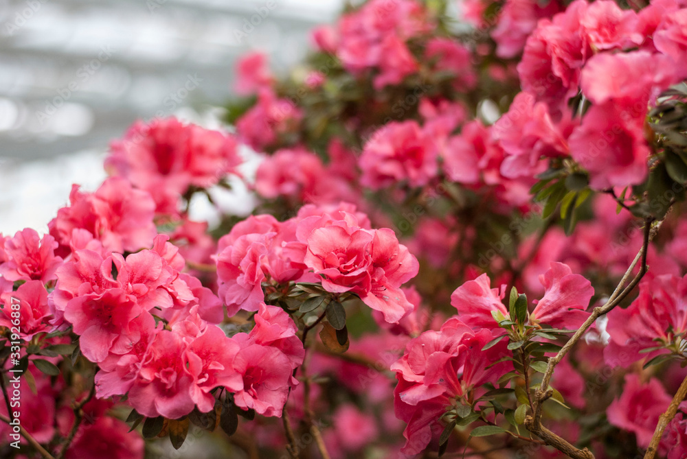 Close up spring flowers azalea. Blooming hybrid Azalia Rhododendron selection in greenhouse. flower background. colorful bush flowers of rhododendron at botanic garden. selective focus Close up spring flowers azalea. Blooming hybrid Azalia Rhododendron selection in greenhouse. flower background. colorful bush flowers of rhododendron at botanic garden. selective focus