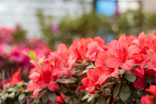 Close up  spring flowers azalea. Blooming hybrid Azalia Rhododendron selection in greenhouse. flower background. colorful bush flowers of rhododendron  at botanic garden. selective focus