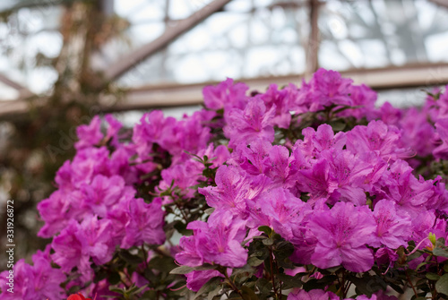 Close up  spring flowers azalea. Blooming hybrid Azalia Rhododendron selection in greenhouse. flower background. colorful bush flowers of rhododendron  at botanic garden. selective focus