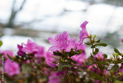 Close up  spring flowers azalea. Blooming hybrid Azalia Rhododendron selection in greenhouse. flower background. colorful bush flowers of rhododendron  at botanic garden. selective focus