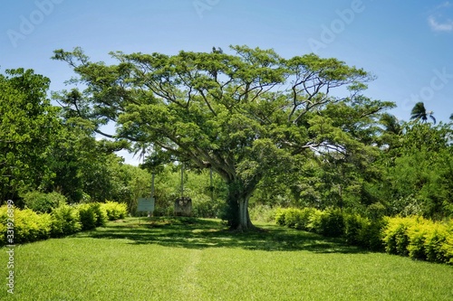 Fototapeta Naklejka Na Ścianę i Meble -  Kingdom of Tonga –  Tree over the learning rock at Haʻamonga ʻa Maui at Tongatapu