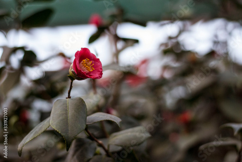 Close up  spring flowers azalea. Blooming hybrid Azalia Rhododendron selection in greenhouse. flower background. colorful bush flowers of rhododendron  at botanic garden. selective focus