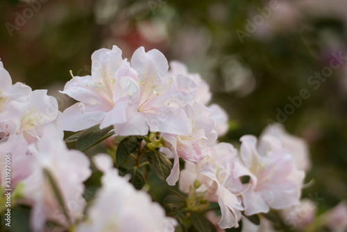 Close up  spring flowers azalea. Blooming hybrid Azalia Rhododendron selection in greenhouse. flower background. colorful bush flowers of rhododendron  at botanic garden. selective focus