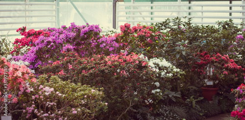 Close up  spring flowers azalea. Blooming hybrid Azalia Rhododendron selection in greenhouse. flower background. colorful bush flowers of rhododendron  at botanic garden. selective focus