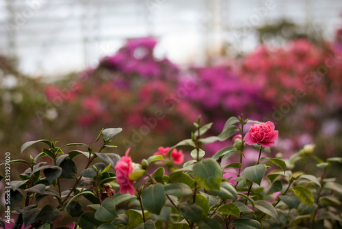 Close up  spring flowers azalea. Blooming hybrid Azalia Rhododendron selection in greenhouse. flower background. colorful bush flowers of rhododendron  at botanic garden. selective focus