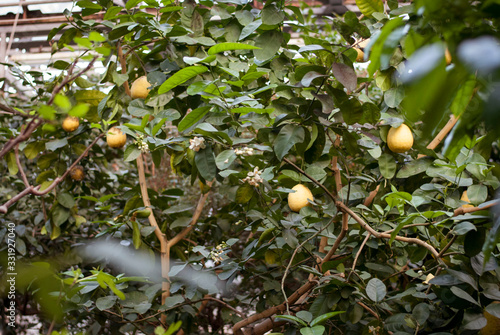 Close up lemon tree at botanic garden selective focus