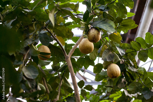 Close up lemon tree at botanic garden selective focus