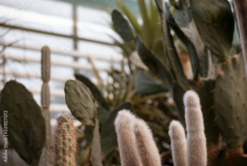 Close up cactus at botanic garden.  selective focus succulent