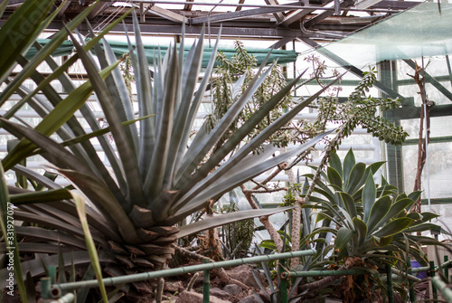 Close up cactus at botanic garden.  selective focus succulent