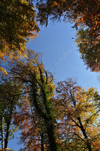 autumn trees with beautifully colored foliage under a blue sky