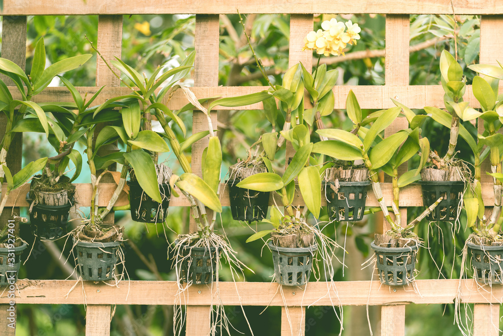 Obraz premium small tree decor on garden