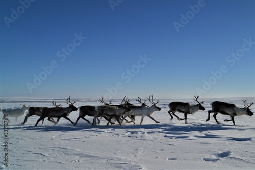 Fotografie, Obraz reindeer herd with beautiful antlers in the glistening snow in lapland finland