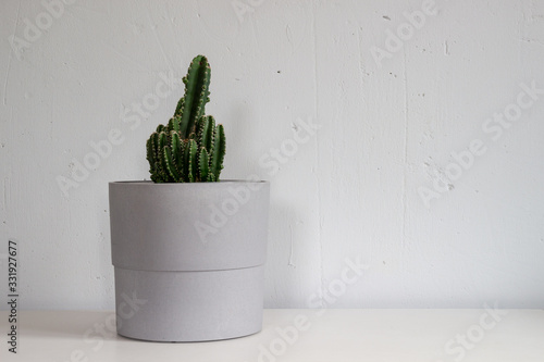Potted Cereus Peruvianus Peruvian Cactus house plant in front of gray wall photo