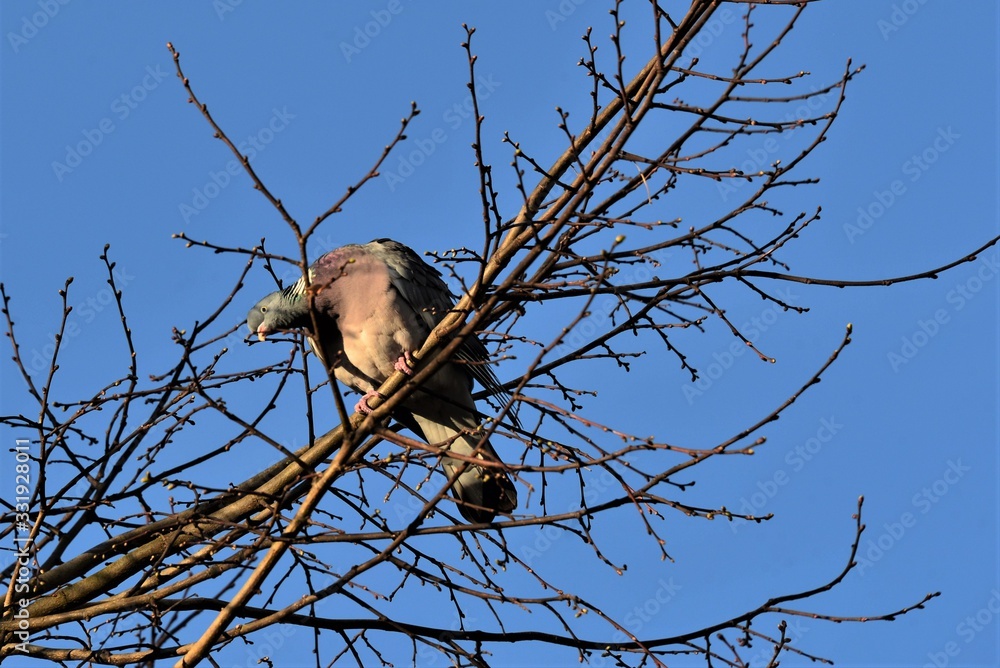 Gray pigeon on a branch with blue sky in the background Gray pigeon on a branch with blue sky in the background