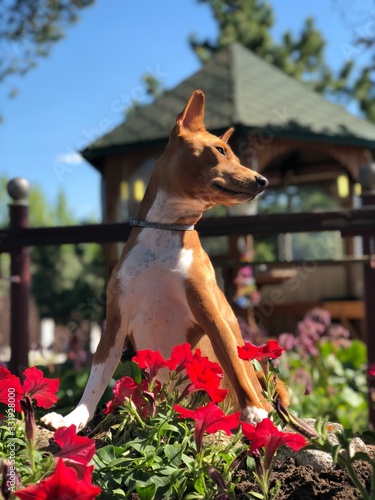 Basenji dog in red flowers