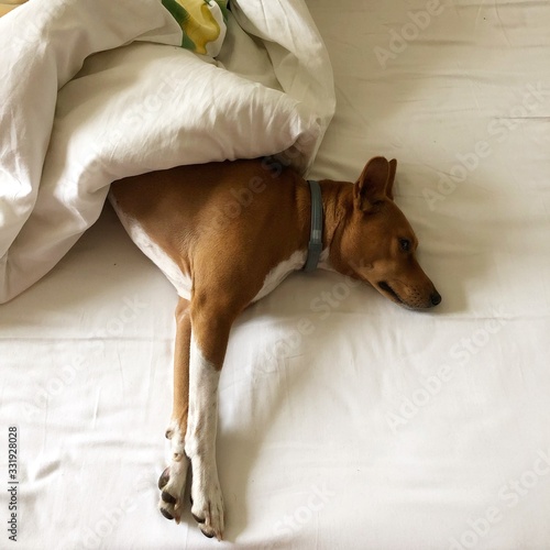 Basenji dog sleeping in bed as human