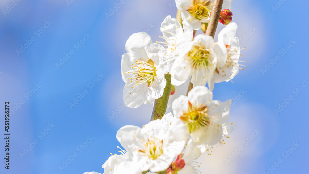 梅の花 梅の花