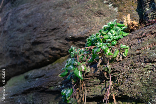 Background of Beautiful Green Plants growing Between Stones