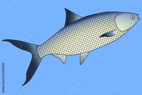 Fish Diving In Sea Water