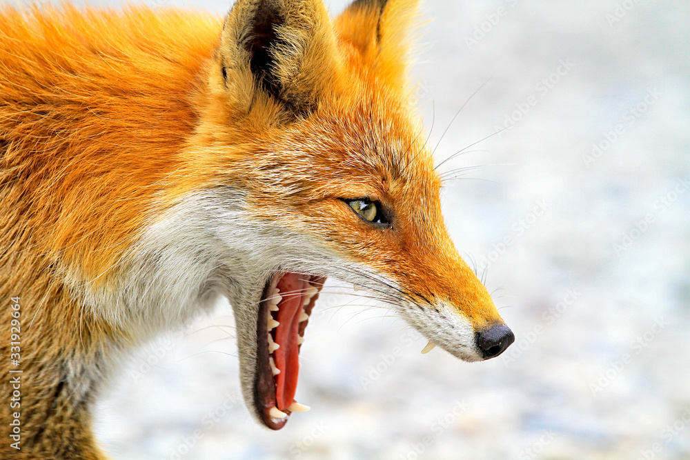 Obraz premium Japanese red fox in Hokkaido, Japan