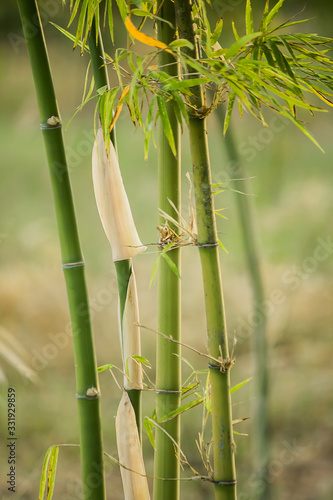 Fototapeta Naklejka Na Ścianę i Meble -  bamboo plant in the garden