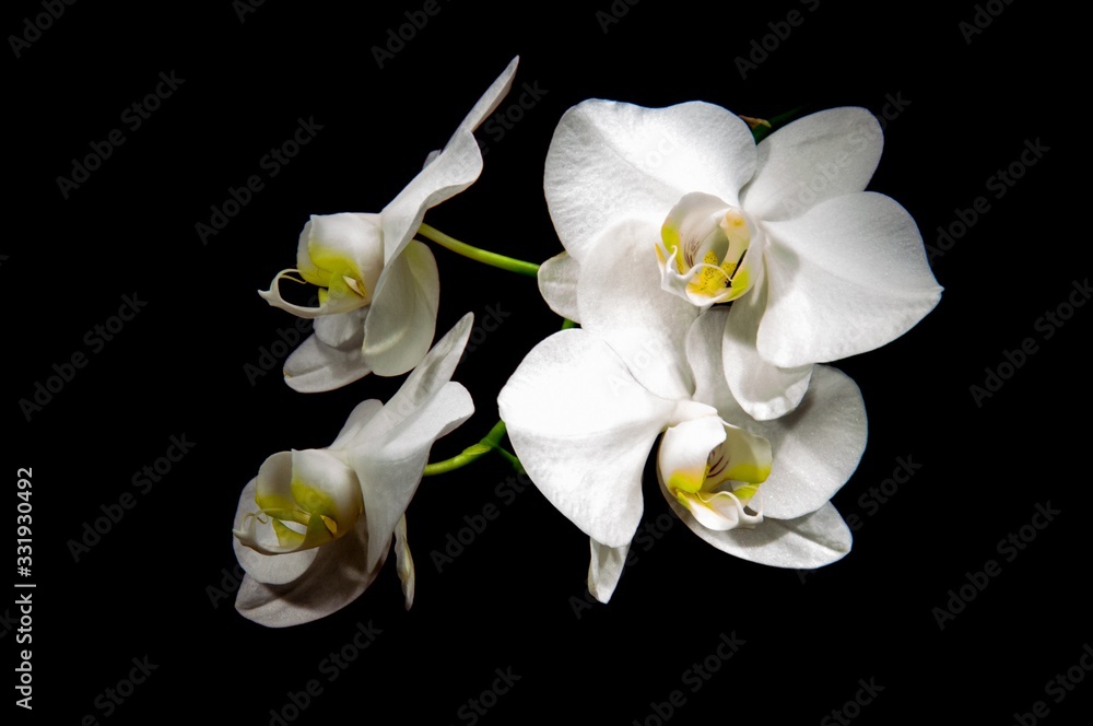 Fototapeta premium Biała orchidea na czarnym tle
