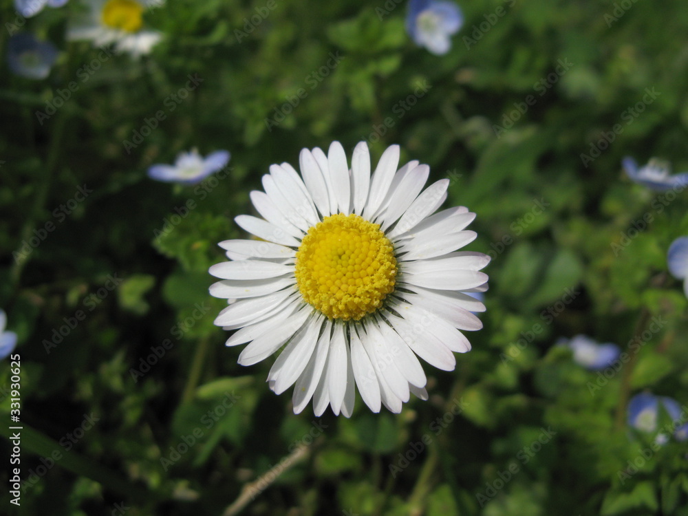 Fototapeta premium Blüte Gänseblümchen