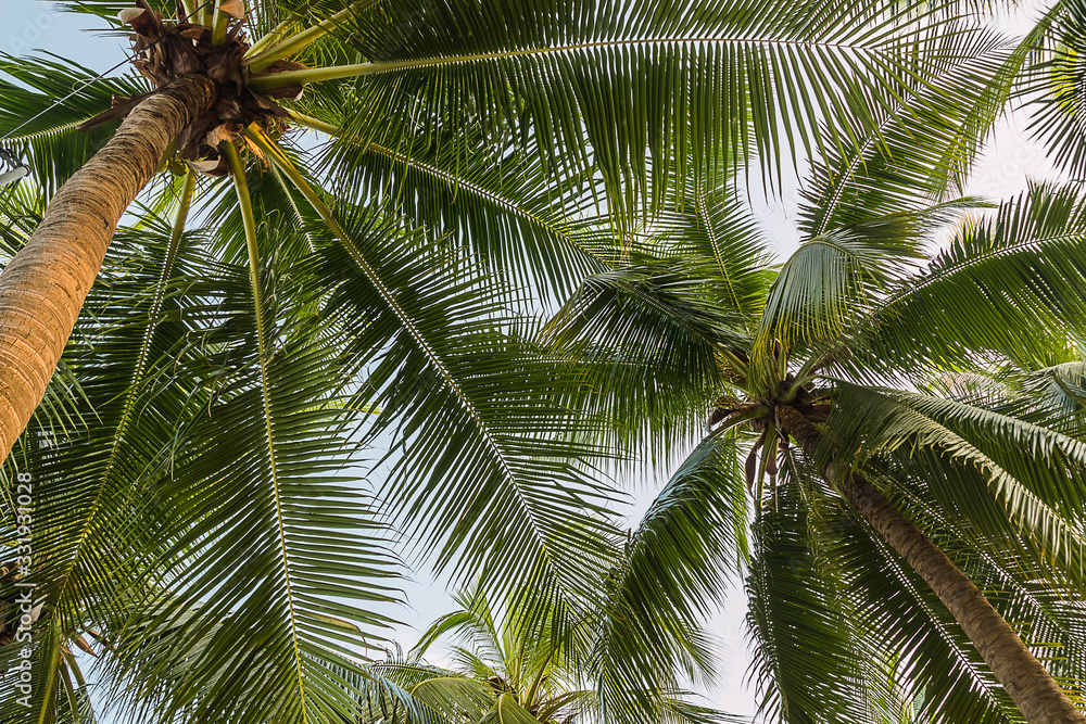 coconut tree with many leaves