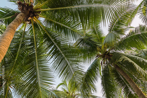 coconut tree with many leaves © phoopanotpics