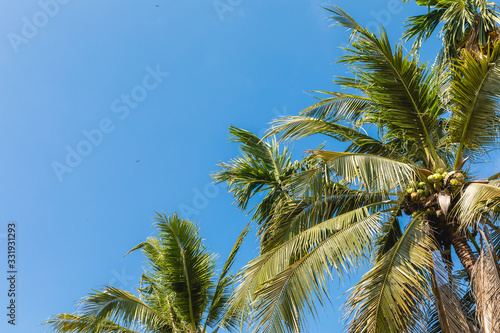 Coconut tree on blue sky background.