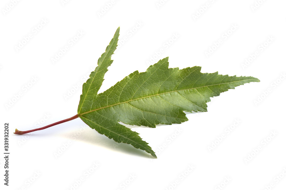 Fototapeta premium Amur maple (acer ginnala) leaf
