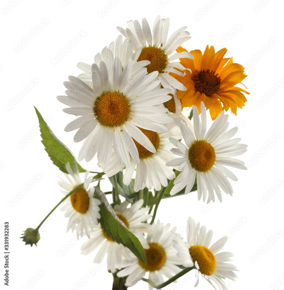 Fototapeta premium White and yellow chamomiles bouquet