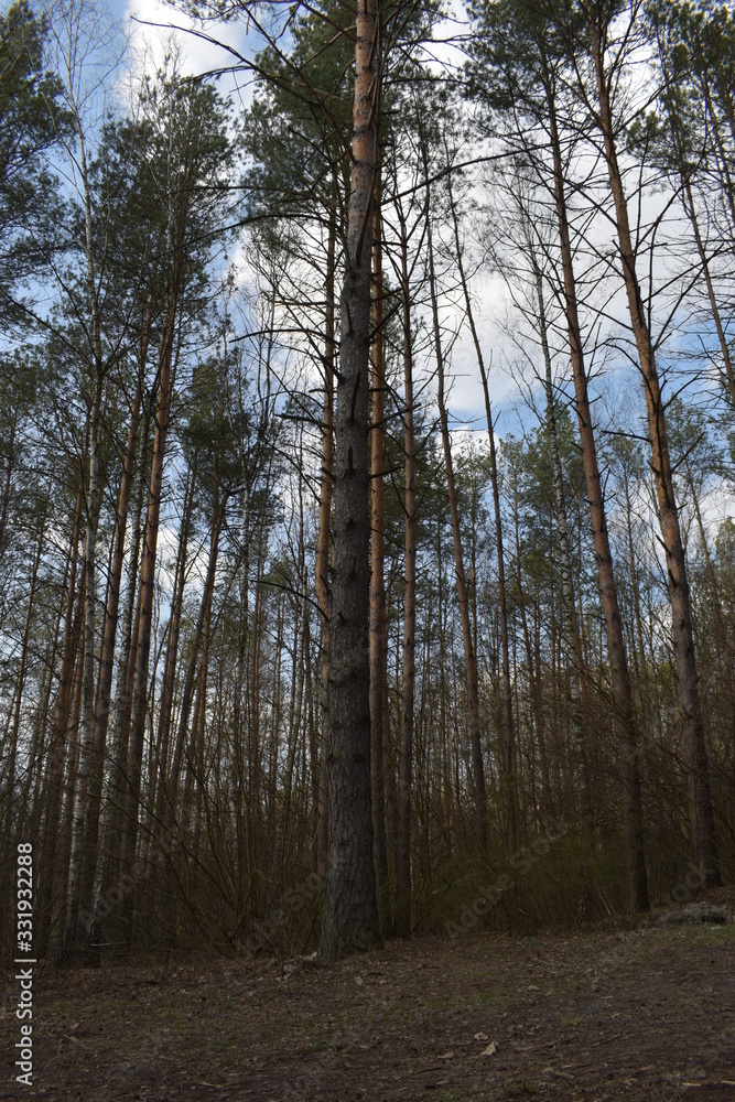 Fototapeta premium forest in fog