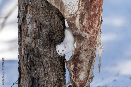 Ermine photo