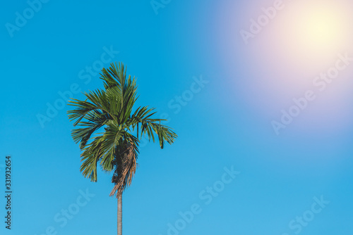 Coconut tree on blue sky background.