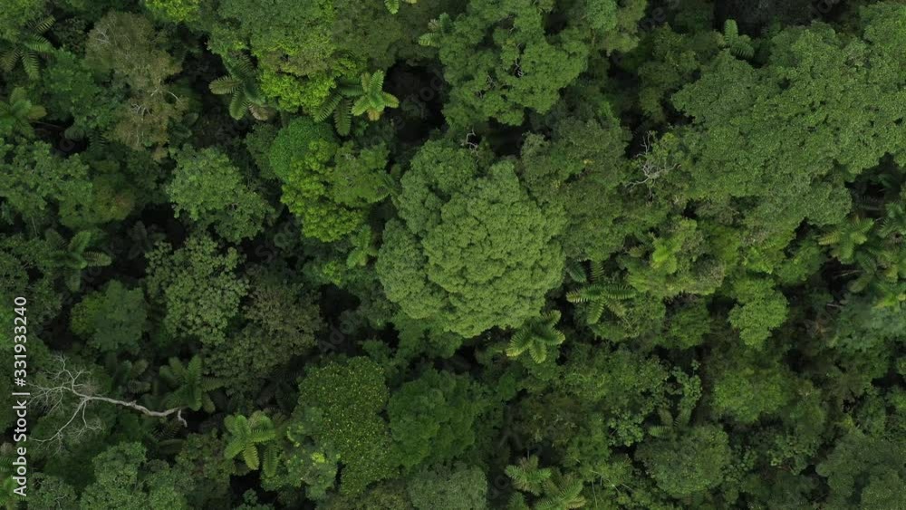 An aerial view of a so called brocceli field showing the various tree species and palm trees from the tropical rainforest
An aerial view of a so called brocceli field showing the various tree species and palm trees from the tropical rainforest