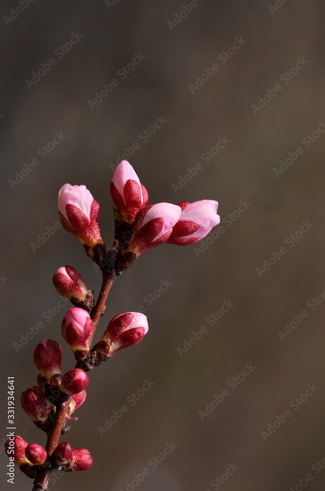 Obraz premium Spring flowers. Apricot tree branch with beautiful flowers close up. Vertical composition of the frame.