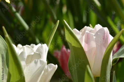 Sofia, Bulgaria - March 20, 2020. On Equinox garden flowers blossom in rainbow colors. The best flower shop in the city of Sofia, Bulgaria.  Colorful tulips. photo