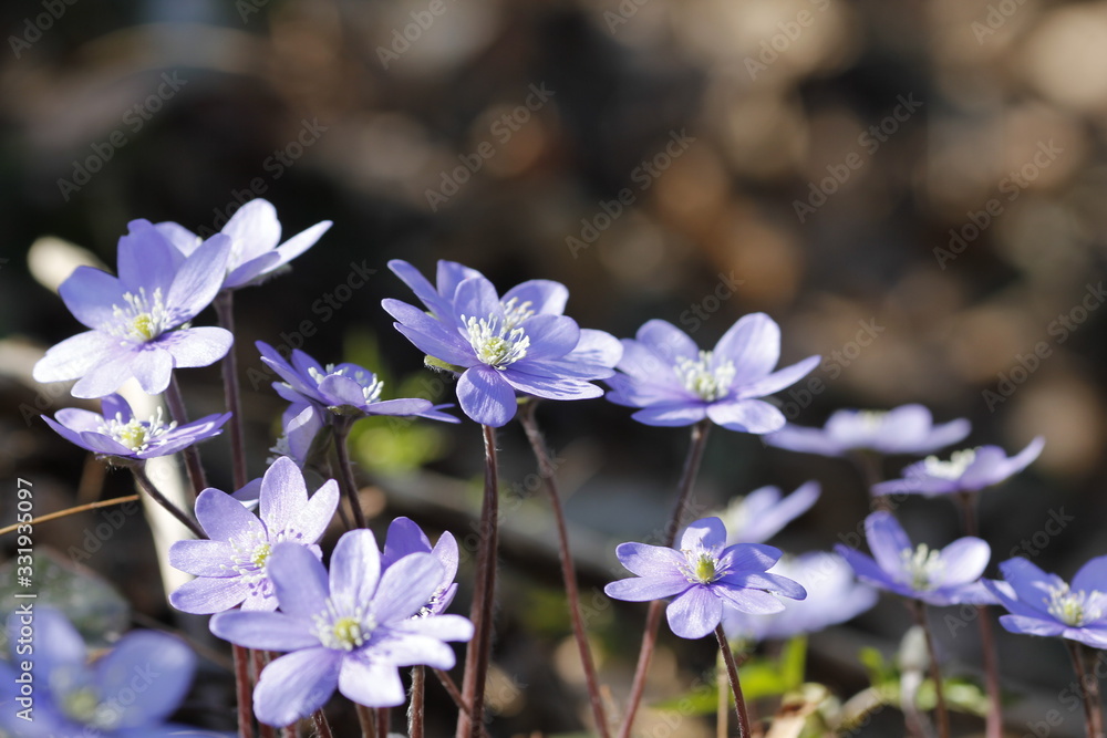 Fiori viola nel bosco Fiori viola nel bosco