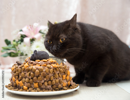 Fototapeta Naklejka Na Ścianę i Meble -  British kitten received a cake of cat paste and chips as a birthday present