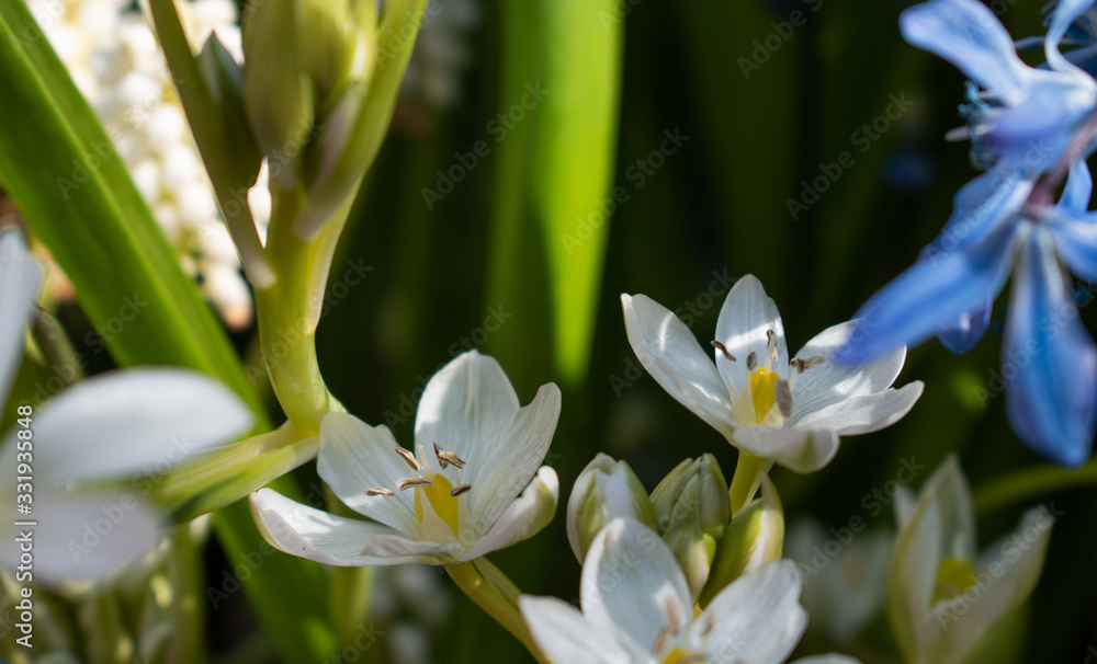 Obraz premium Sofia, Bulgaria - March 20, 2020. On Equinox garden flowers blossom in rainbow colors. The best flower shop in the city of Sofia, Bulgaria. The garden star of Bethlehem