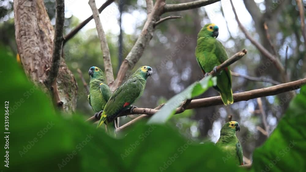 Beautiful green parrot birds on tree branch in birds park, Foz do Iguacu, Brazil Beautiful green parrot birds on tree branch in birds park, Foz do Iguacu, Brazil