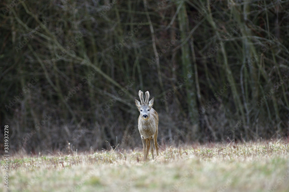 Roe deer with growing antlers in spring looks at horizon on meadow Roe deer with growing antlers in spring looks at horizon on meadow