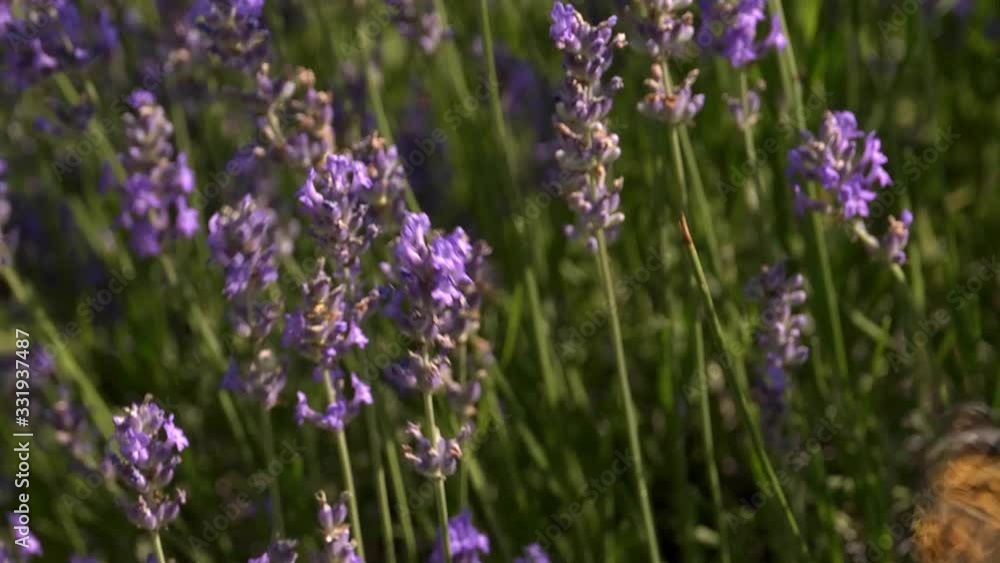 Close up of violet lavenders flowers with insects, bees and butterfly looking for nectar Close up of violet lavenders flowers with insects, bees and butterfly looking for nectar