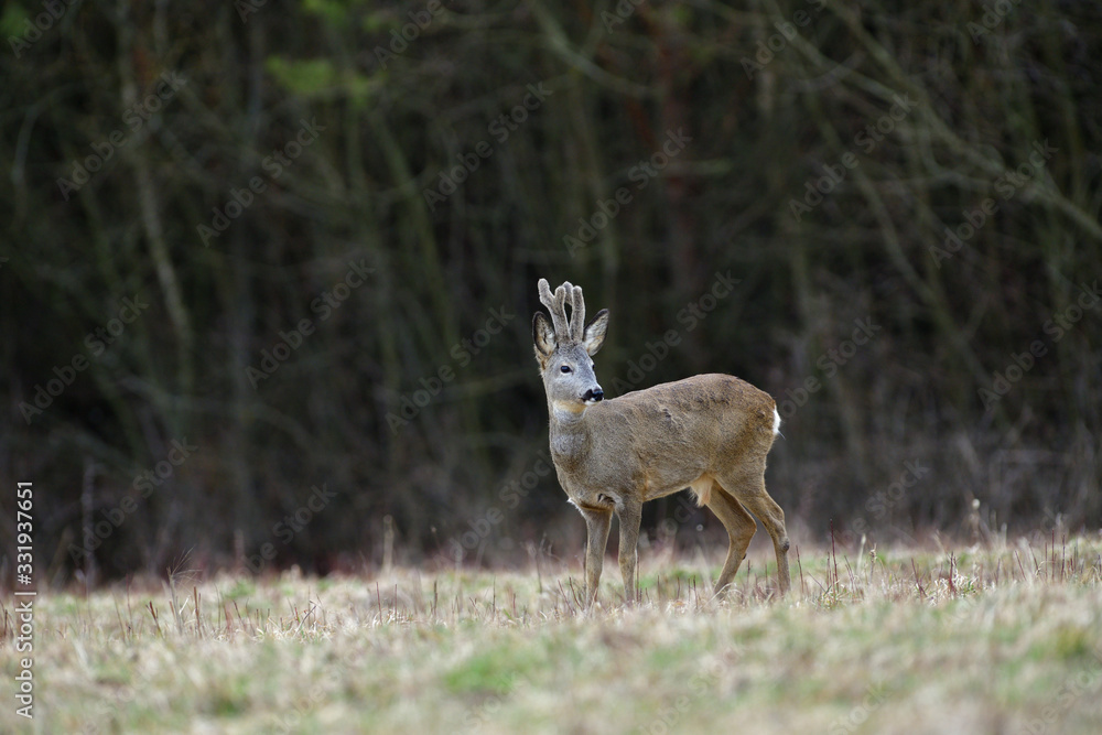 Roe deer with growing antlers in spring looks at horizon on meadow Roe deer with growing antlers in spring looks at horizon on meadow
