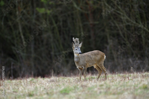 Roe deer with growing antlers in spring looks at horizon on meadow