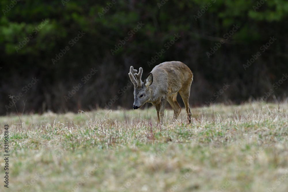 Fototapeta premium Portrait of a roe deer with growing antlers close up on a meadow