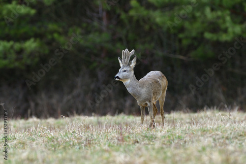 Fototapeta Naklejka Na Ścianę i Meble -  Roe deer with growing antlers walking  on the meadow in spring