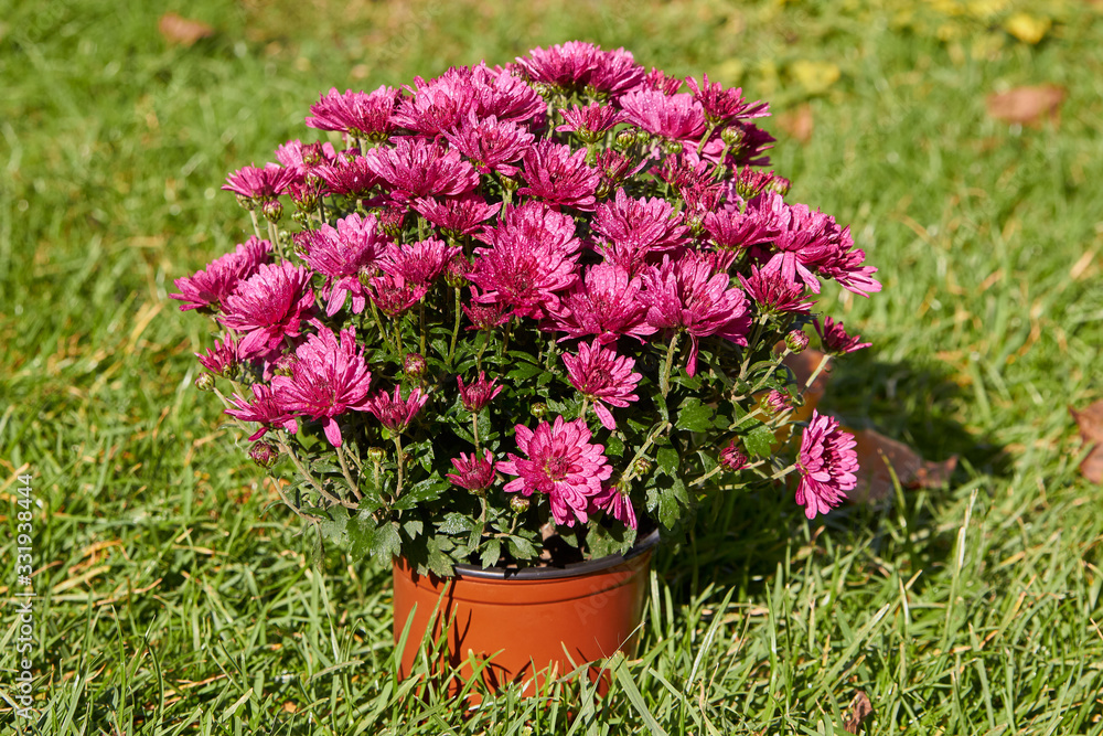 a flowerpot of chrysanthemums in the grass,purple chrysanthemum flowers, morning flowers with dew in the garden in the grass