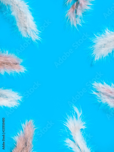 fluffy feathers in blue background